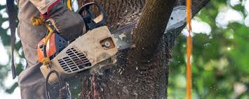 Best Tree Risk Assessment  in Orlinda, TN