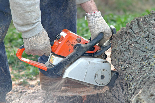 Best Hedge Trimming  in Orlinda, TN